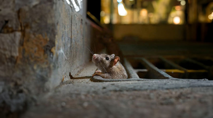rattastor